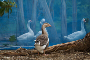 The gray goose and white goose group background in garden at thailand