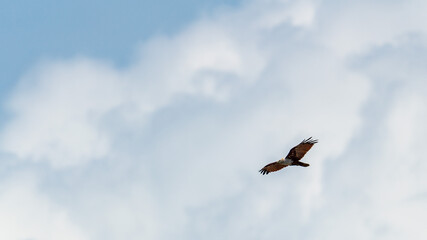 Fototapeta premium Brahminy kite flying in the blue sky.