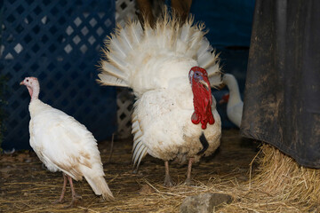 The couple big Turkeys is stand up in farm at thailand