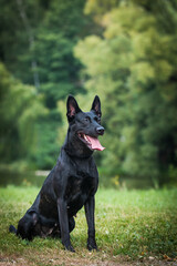 Netherlands shepherd dog in green background. Strong and active working dog.	