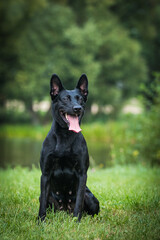 Netherlands shepherd dog in green background. Strong and active working dog. 
