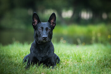 Netherlands shepherd dog in green background. Strong and active working dog. 