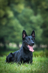 Netherlands shepherd dog in green background. Strong and active working dog.	