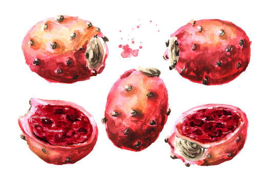 Prickly pear or Indian fig opuntia red fruits. Watercolor hand drawn illustration, isolated on white background