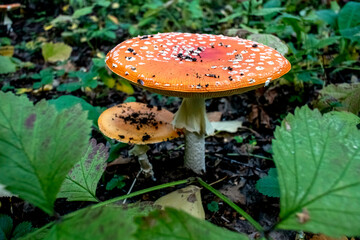 bright inedible mushroom with the Latin name Amanita muscaria
