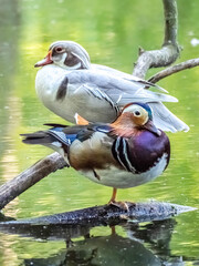 Silberfarbene Brautente und Mandarinente