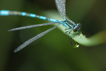 Dragonfly-arrow close-up, early morning in dewdrops