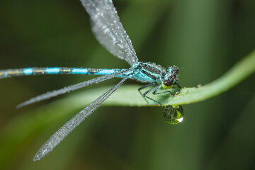 Dragonfly-arrow close-up, early morning in dewdrops