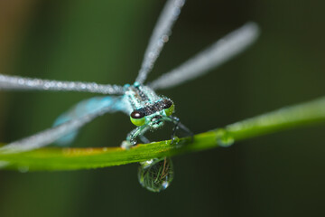 Dragonfly-arrow close-up, early morning in dewdrops