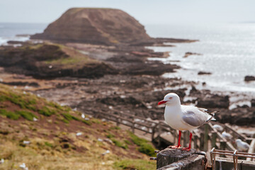Seagull in Phillip Island Australia
