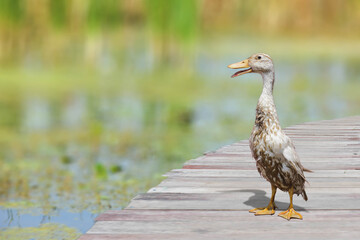 blue heron