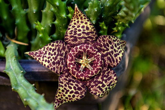Flower of orbea variegata cactus.