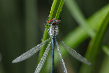 Dragonfly-arrow close-up, early morning in dewdrops