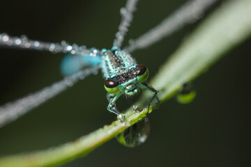 Dragonfly-arrow close-up, early morning in dewdrops