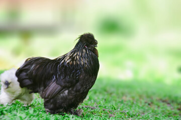 chicken in the grass