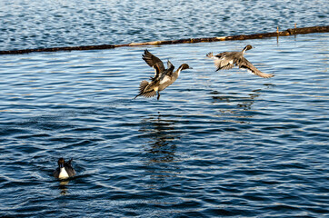 冬の池の水鳥たち
