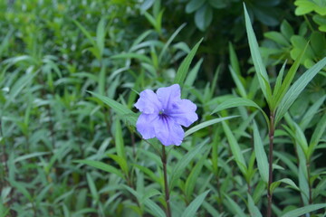 single blue ruellia simplex blossoms in middle of the grassland in garden