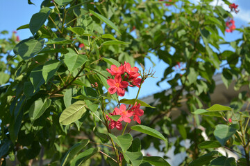 groups of  red jatropha integerrima blossoms in sunny morning in the garden 