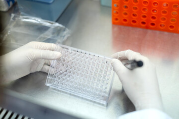Researchers or chemists wear a glove holding 96 wells microplate, using a permanent marker and label numbers on the plate at a biosafety cabinet. Study and COVID 19 concept.