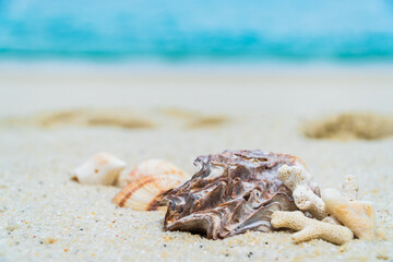 seashells on the beach