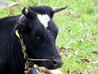 Black and white colored cow resting in a ground