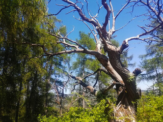 Alte Eiche abgestorben