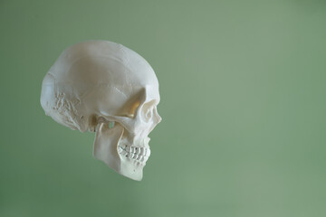 Human skull profile