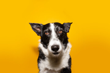 Border collie dog wondering something. Isolated on yellow background.