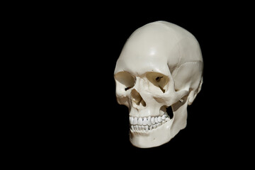 Human skull portrait
