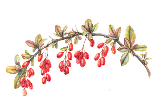 red berries of barberry on an isolated white background, watercolor illustration, hand drawing
