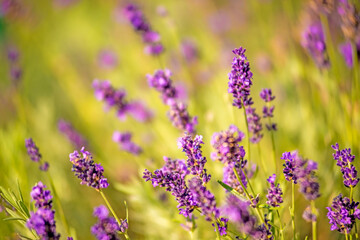 lavender with blurred background