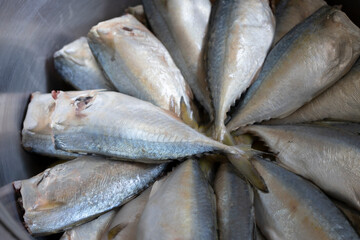 fresh rastrelliger or mackerel fish 