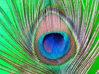 Close up shot of beautiful peacock feather filling the frame.