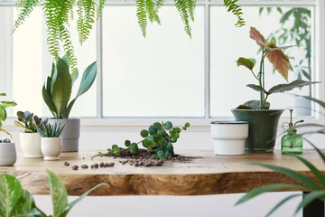 Tuinposter Modern composition of home garden filled a lot of beautiful plants, cacti, succulents, air plant in different design pots. Stylish botany interior. . Home gardening concept. Template. © FollowTheFlow