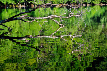 水面に映る枯れ枝の美