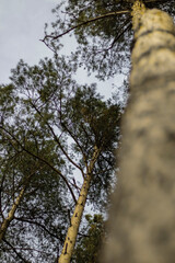 Fototapeta premium Autumn forest.Lots of yellow trees