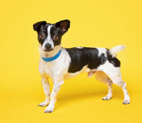 studio shot of a shelter dog on an isolated background
