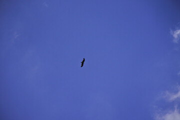 birds in the sky