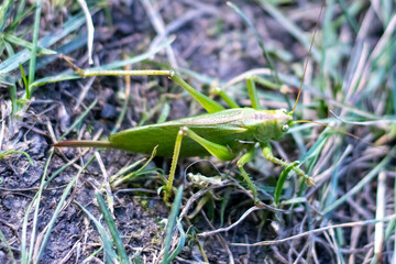 Photo of a green grasshopper on the grass.