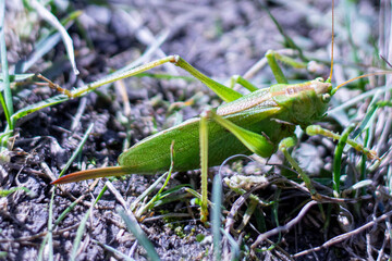 Photo of a green grasshopper on the grass.