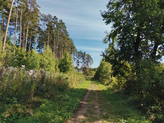 Obraz premium road among the greenery of bushes and trees on a bright sunny day against the blue sky