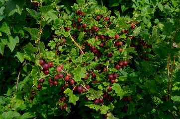 Fresh red gooseberry on a branch of a gooseberry bush in the garden.