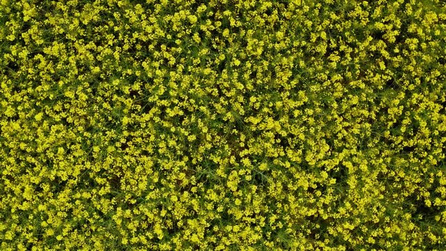 birdseye agricultural filds with trees, gras flowing in the wind beside a path