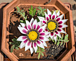 Isolated, close-up image of two white & pink Gazania flowers with yellow center.