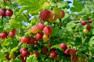Fresh red gooseberry on a branch of a gooseberry bush in the garden.
