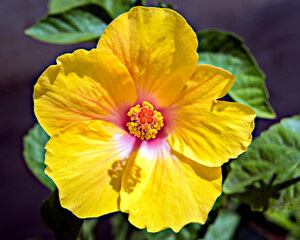 Isolated, Close-up image of Pollen grains on Stigma of a yellow Hibiscus flower.