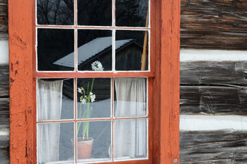 White jonquil in the window of an 17th century log cabin in winter