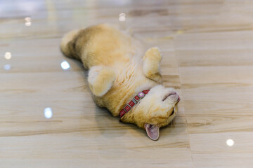Fototapeta premium dog on the floor