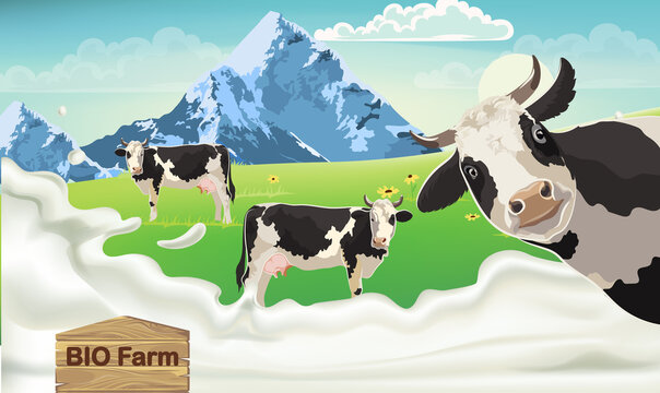 Three cows with black spots on a meadow looking at the camera. Mountains and blue sky in the background. Splashing milk from bio farm