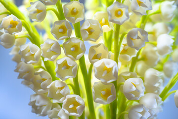 Lilies of the valley flowers close-up. Spring flowers close-up. Delicate floral background. Floral...